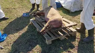 В Омской области из-за вспышки африканской чумы уничтожили 678 свиней