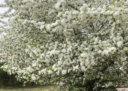 В Красноярске цветут более 15 пород деревьев и кустарников