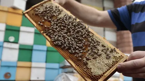 Житель Красноярского края за год съедает почти килограмм мёда