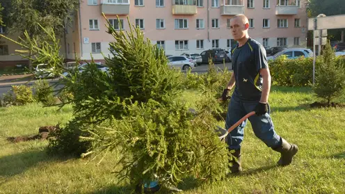 Более 5 тысяч деревьев высадили на улицах Ленинского района