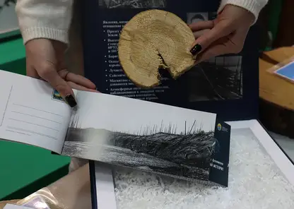 В Музей леса Красноярского края привезли спил дерева из эпицентра падения Тунгусского метеорита