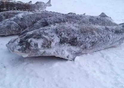 На севере Красноярского края браконьеры выловили сибирского осетра почти на 4 млн рублей