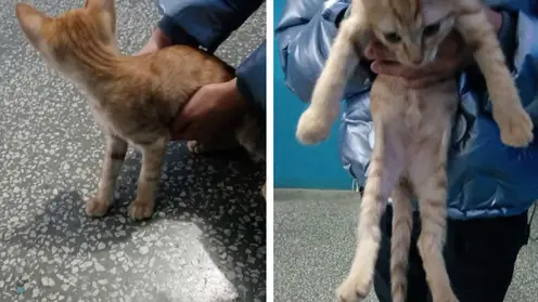 Живодеры из Новосибирска издевались над бездомным котом 