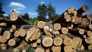 Красноярец вырубил лес на 15 млн рублей