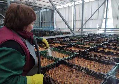 Около 200 тысяч луковиц тюльпанов вырастят в Красноярске к праздникам