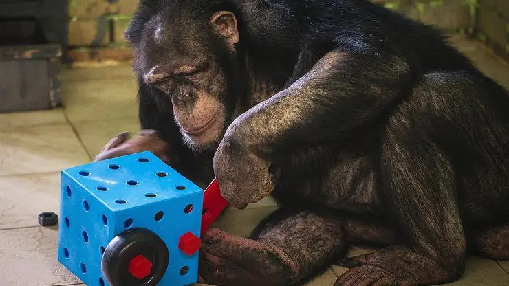 В красноярском «Роевом ручье» шимпанзе грустил в ожидании обеда