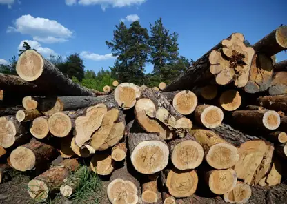 Трое мужчин вырубил лес на 1 миллион рублей в Томской области