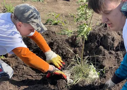 1000 новых деревьев высадят в Красноярске 5 июня