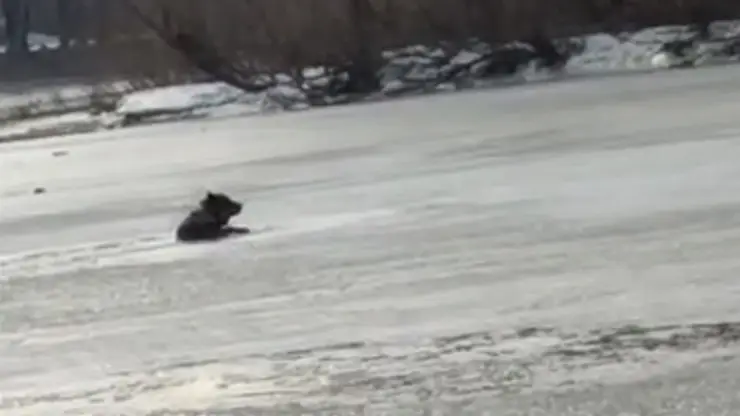 В Новосибирске на реке Обь под лед провалилась собака
