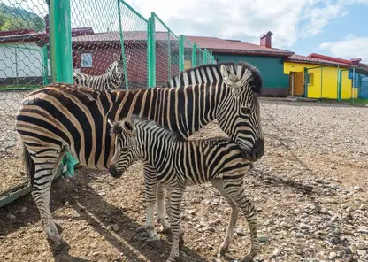 В зоопарке Барнаула появятся зебра Зузу и корова Маруся