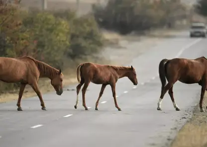 В Кемеровской области лошади чуть не затоптали автомобиль