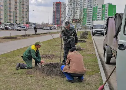 В Барнауле высадят более 230 молодых деревьев