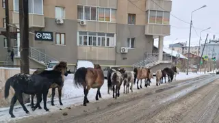 Жителя Якутии оштрафовали за безнадзорный выгул лошадей