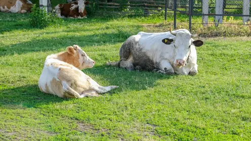 Коров из Алтайского края пытались незаконно вывезти в Дагестан