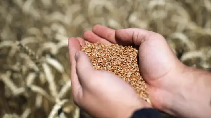 Аграрии Красноярского края продали 39,3 тыс. тонн пшеницы в госфонд