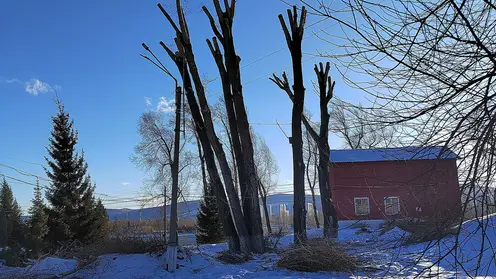 200-летние чёрные тополя сохранили на острове Посадном в Красноярске