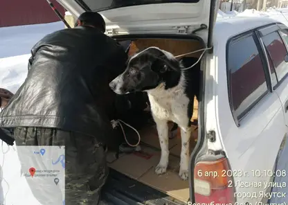 В Якутске за неделю отловили более 70 бездомных собак