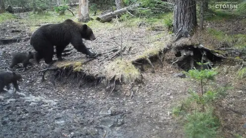 Жителей Красноярска просят не гулять ночью по «Столбам» из-за медведей
