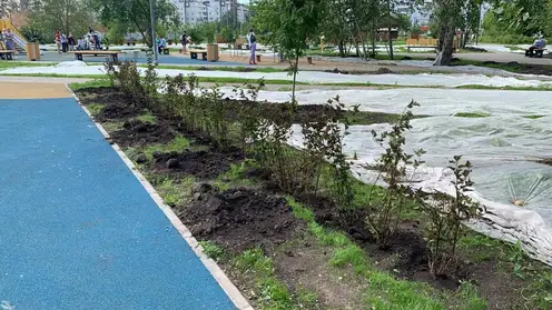 В Красноярске в сквере Казачий высадили рябины и кустарники