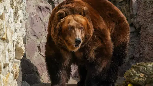В Алтайском крае медведи снова стали выходить к людям