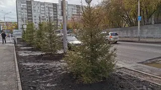 В Красноярске высадят более 7,5 тысяч деревьев и кустарников