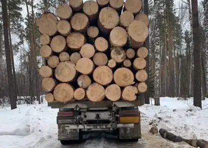 В Ирбейском районе семья депутатов вырубила лес на 3,1 млн рублей
