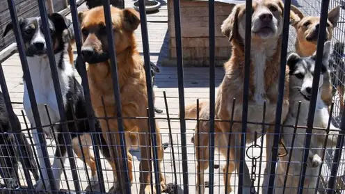 В Якутске девочке выплатят 150 тыс рублей за нападение собак