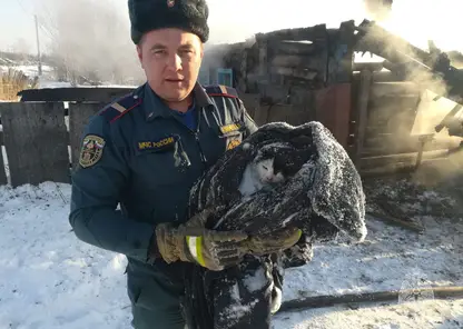 В Козульском районе пожарные спасли кота