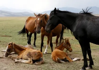 У четырех лошадей в одном из районов Бурятии обнаружили инфекционное заболевание