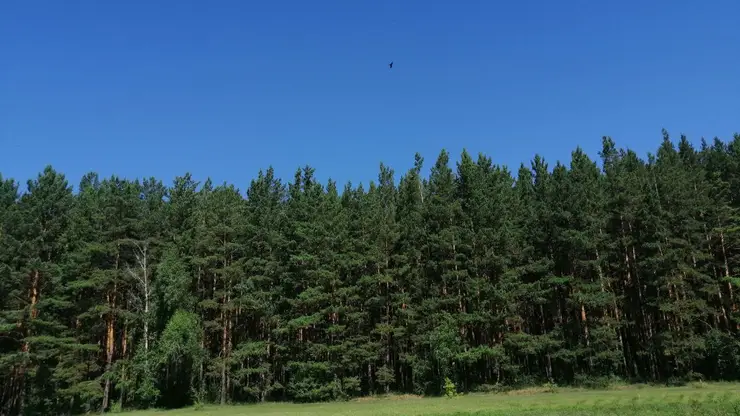 16 млн сеянцев хвойных пород деревьев высадят в Красноярском крае в 2023 году