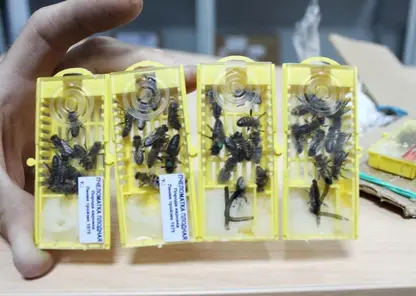 165 живых пчел отправил по почте новосибирец в Томск и Хакасию