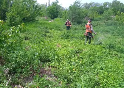 В Красноярске уничтожают наркосодержащие растения