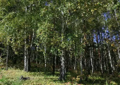 Пять человек пошли за ягодами и заблудились в заболоченном лесу в Железногорске