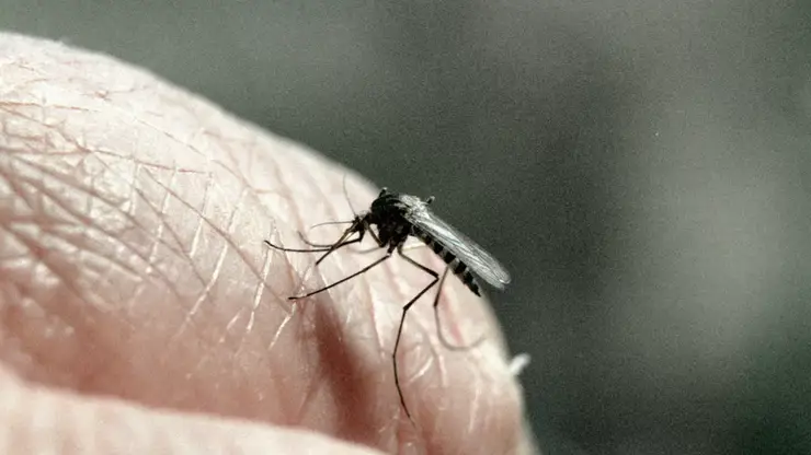 Красноярцам рекомендовали защищаться от комаров