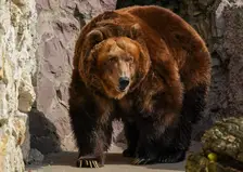 На трассе Красноярск-Ачинск сбили медведя