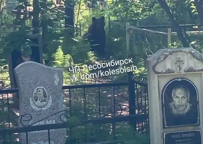 В Лесосибирске на кладбище вышел медведь