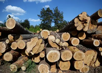 Житель Томска вырубил деревья на 280 тысяч рублей