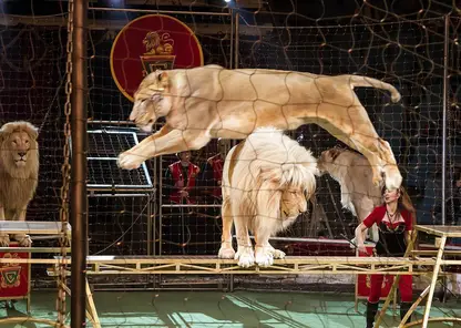 Умершего льва из зоопарка Новосибирска переработали в муку