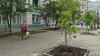 В Красноярске озеленяют проспект Мира