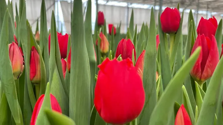 В красноярских теплицах зацвели тюльпаны