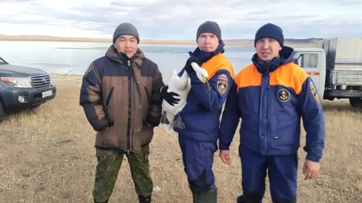 В Бурятии на замерзшем озере нашли раненых лебедей