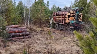 В Красноярском крае черные лесорубы спилили 20 сосен
