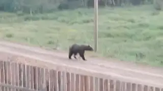 Три медведя ходят по улицам Эвенкийского района