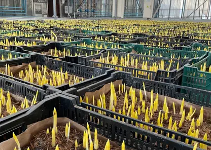 Около 200 тысяч луковиц тюльпанов высадят в теплицах Красноярска в 2022 году
