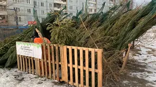 По Красноярску будут ездить елкомобили и елкотакси для сбора живых новогодних елок