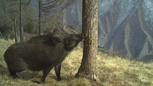 В мире животных: уникальными кадрами зверей поделились в Саяно-Шушенском заповеднике