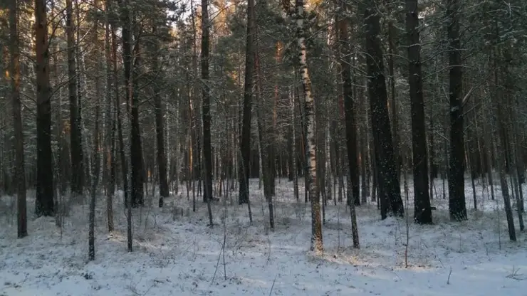 Жителей Красноярска ожидают снежные и морозные выходные