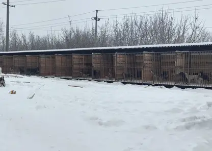 157 новых вольеров для бездомных животных построили в Красноярске за счет городского бюджета