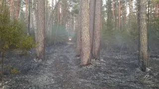 Якутские огнеборцы за сутки потушили 20 лесных пожаров