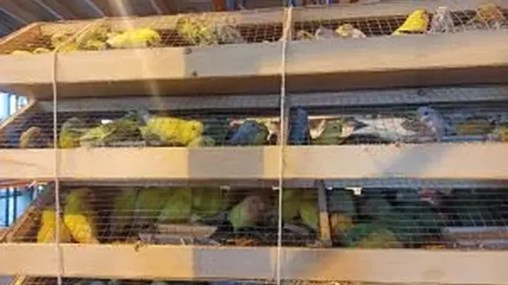 В Красноярск из Кыргызстана привезли 1 408 попугаев
